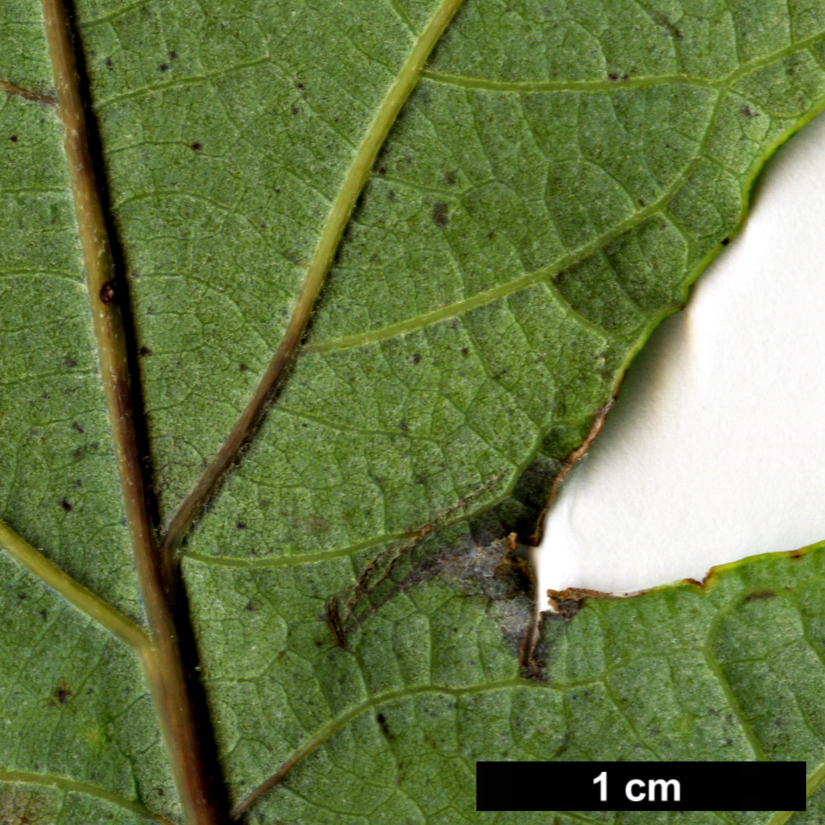 High resolution image: Family: Fagaceae - Genus: Quercus - Taxon: ×bebbiana - SpeciesSub: 'Taco' (Q.alba × Q.macrocarpa)